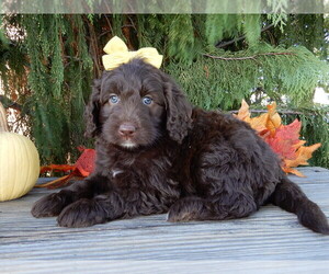 Labradoodle Puppy for sale in MILLERSBURG, OH, USA