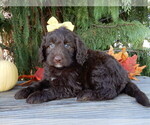 Image preview for Ad Listing. Nickname: Daisy