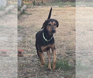 Mutt Dogs for adoption in Iroquois, IL, USA