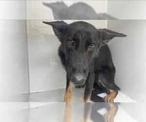 German Shepherd Dog Dogs for adoption in Houston, TX, USA