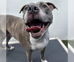 Small #6 American Pit Bull Terrier Mix