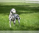 Small Photo #1 Dalmatian Puppy For Sale in WILLIAMSBURG, OH, USA