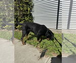 Small #2 Rottweiler Mix