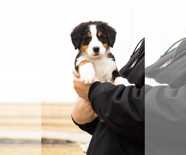 Medium Photo #9 Bernese Mountain Dog Puppy For Sale in MILLERSBURG, IN, USA