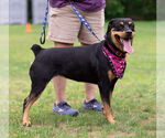 Small #5 Rottweiler