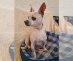 Small #1 Chihuahua Mix
