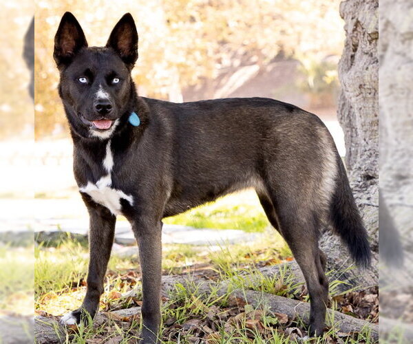 Medium Photo #13 Border Collie-Siberian Husky Mix Puppy For Sale in Marina del Rey, CA, USA