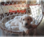 Puppy Blue Bones Labrador Retriever