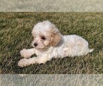 Small Photo #4 Maltipoo Puppy For Sale in FREDERICKSBURG, OH, USA