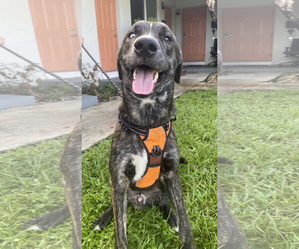 Medium Photo #3 Mutt Puppy For Sale in Miami, FL, USA