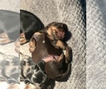 Small Photo #12 Dachshund Puppy For Sale in UNIONVILLE, IA, USA
