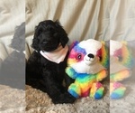Small Photo #8 Irish Doodle Puppy For Sale in SUMNER, IA, USA