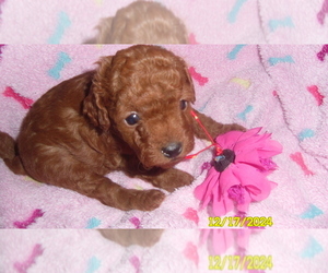 Poodle (Toy) Puppy for sale in DULUTH, GA, USA