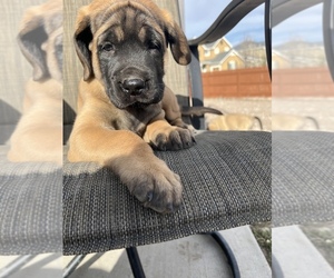 Mastiff Puppy for sale in FALCON, CO, USA