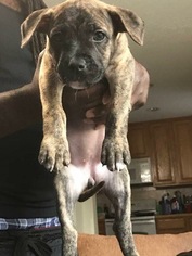 American Pit Bull Terrier Puppy for sale in SUFFOLK, VA, USA