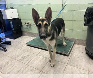 German Shepherd Dog-Unknown Mix Dogs for adoption in Grand Prairie, TX, USA