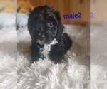 Small #1 Doxiepoo (Miniature)