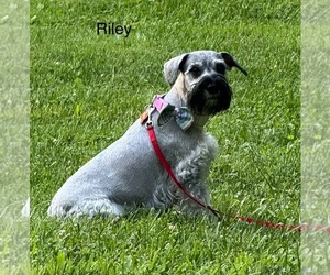 Mother of the Schnauzer (Miniature) puppies born on 06/15/2025