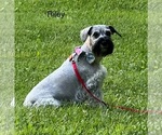 Small Photo #1 Schnauzer (Miniature) Puppy For Sale in DELAFIELD, WI, USA