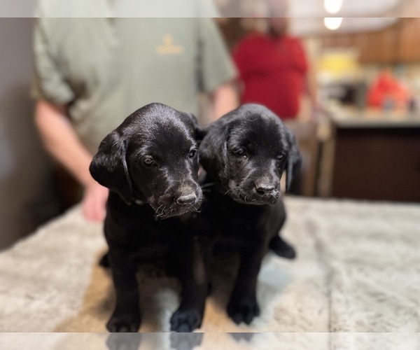 Medium Photo #12 Labrador Retriever Puppy For Sale in BEECHER CITY, IL, USA