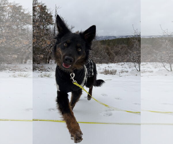 Medium Photo #7 Mutt Puppy For Sale in Chama, NM, USA