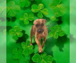 Small #12 American Staffordshire Terrier-Boxer Mix