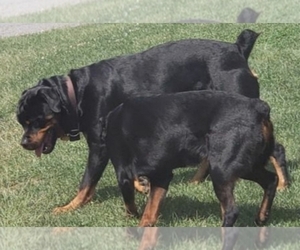 Father of the Rottweiler puppies born on 11/19/2021