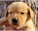 Small Photo #16 Golden Retriever Puppy For Sale in CHINO HILLS, CA, USA