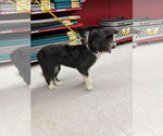 Small #13 Mutt