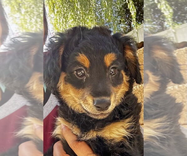 Medium Photo #8 Mutt Puppy For Sale in San Diego, CA, USA