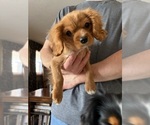 Small Cavalier King Charles Spaniel