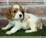 Small #11 Cavalier King Charles Spaniel