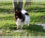 Small Photo #22 Pomeranian Puppy For Sale in PALM BCH GDNS, FL, USA