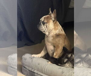 Barbie - Female French Bulldog Dog for Adoption - Photo #6