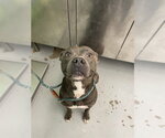 REMBRANDT - Male American Staffordshire Terrier Dog for Adoption - Small photo