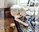 Small #2 Great Pyrenees