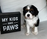 Puppy Theodore Cavalier King Charles Spaniel