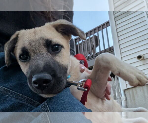 Medium Photo #2 Great Pyrenees-Unknown Mix Puppy For Sale in Oak Bluffs, MA, USA