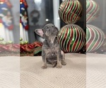 Small Photo #4 French Bulldog Puppy For Sale in HILTON, NY, USA