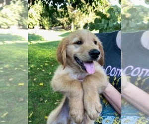 Golden Retriever Puppy for sale in MODESTO, CA, USA