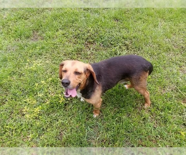 Medium Photo #5 Beagle Puppy For Sale in Murfreesboro, NC, USA