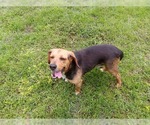 Small #4 Beagle