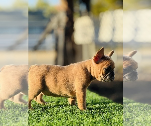 Medium Photo #5 French Bulldog Puppy For Sale in SAN FRANCISCO, CA, USA