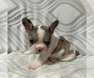 French Bulldog Puppy for sale in JOHNS ISLAND, SC, USA