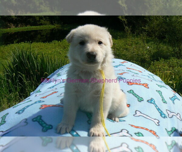 Medium Photo #10 German Shepherd Dog Puppy For Sale in PIEDMONT, MO, USA