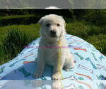 Small #9 German Shepherd Dog