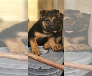 German Shepherd Dog Puppy for sale in NORWALK, CA, USA