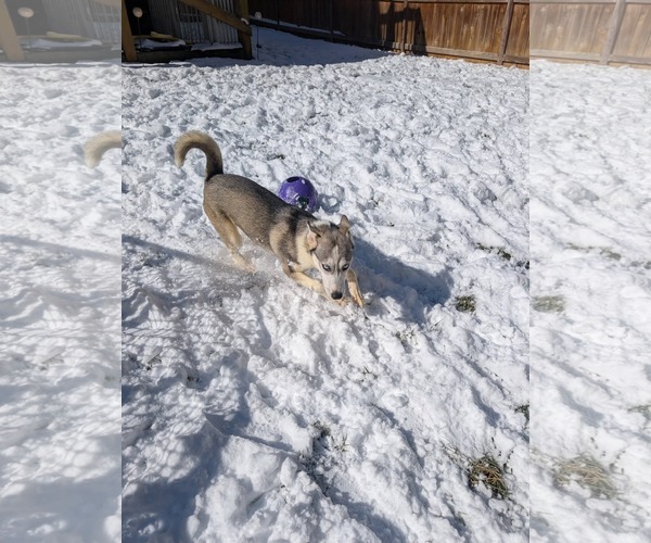 Medium Photo #8 Siberian Husky-Unknown Mix Puppy For Sale in Holly Springs, NC, USA