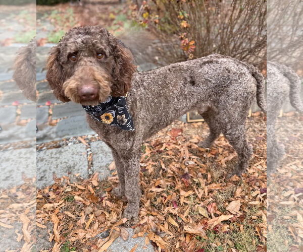 Medium Photo #1 Poodle (Standard)-Unknown Mix Puppy For Sale in Warrenton, VA, USA