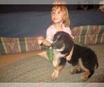 Small Photo #4 Australian Shepherd Puppy For Sale in SHELDON, MO, USA